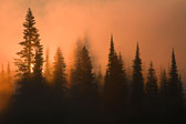 Mt. Rainier National Park
